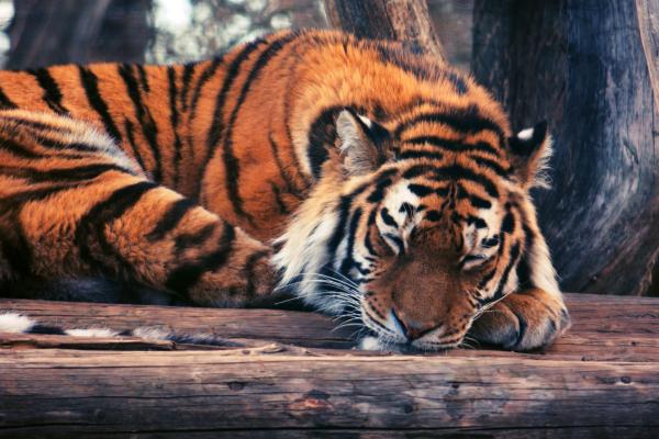 Тигр, Милые Животные, Смешные, HD, 2K, 4K, 5K