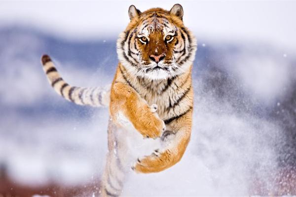 Тигр, Милые Животные, Снег, Зима, HD, 2K, 4K, 5K, 8K