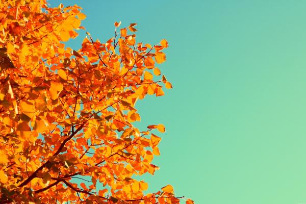 Дерево, Небо, Осень, Желтые, Листья, HD, 2K, 4K