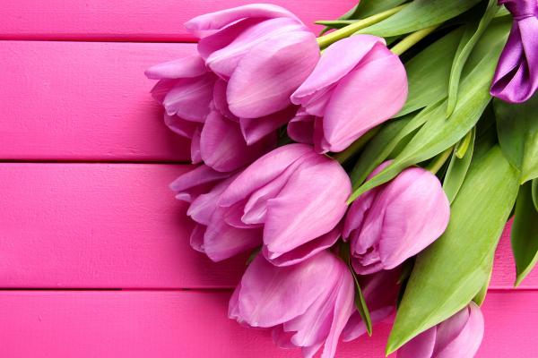 Тюльпан, Весна, Цветок, Розовый, HD, 2K, 4K