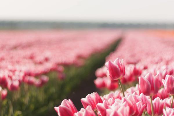 Тюльпан, Весна, Цветок, Поле, HD, 2K, 4K