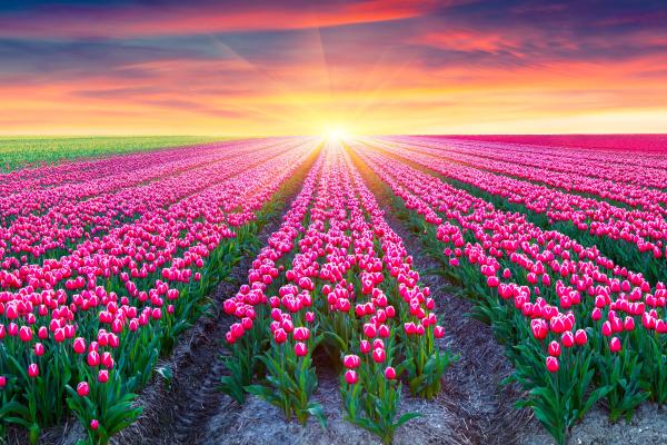 Поле Тюльпанов, Pink Tulips, Нидерланды, Sunrise, Beautiful, HD, 2K, 4K, 5K