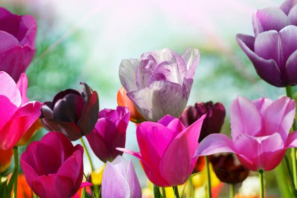 Тюльпаны, Цветы, Розовые, Фиолетовые, HD, 2K, 4K