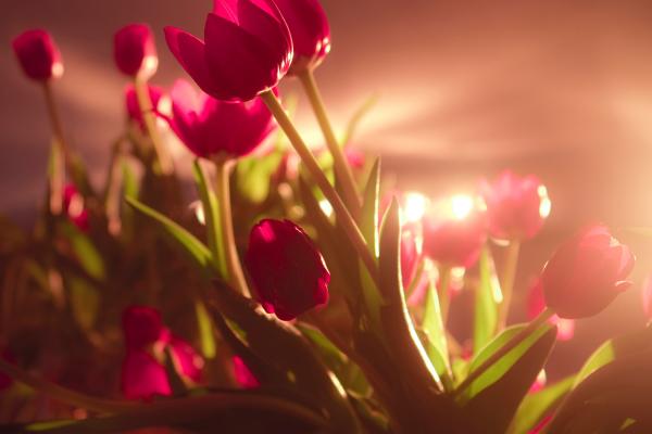 Тюльпаны, Красные, День Святого Валентина, 14 Февраля, HD, 2K, 4K