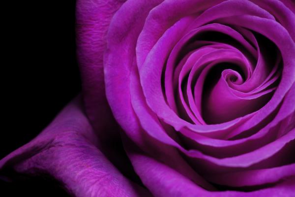 Фиолетовая Роза, HD, 2K, 4K, 5K