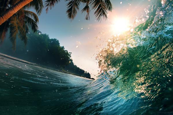 Волна, Океан, Пальмы, Солнце, HD, 2K, 4K