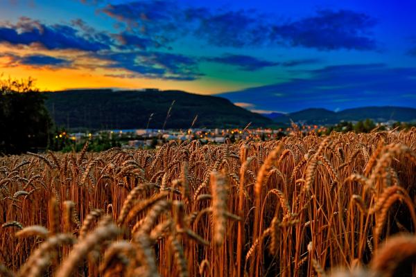Пшеница, Поле, Закат, Облака, Холмы, HD, 2K, 4K