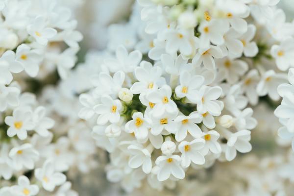 Белый Цветок, Весна, HD, 2K, 4K, 5K, 8K