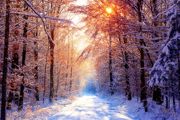 Зима, Утро, Снег, Деревья, HD, 2K