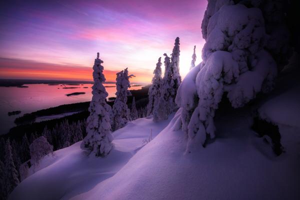 Зима, Заснеженный, Национальный Парк Коли, Финляндия, HD, 2K