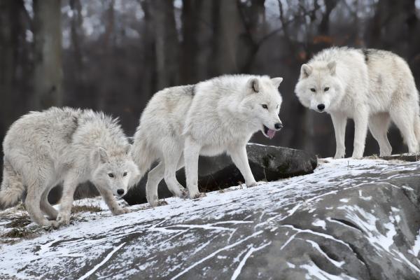 Волк, Лес, Снег, Милые Животные, HD, 2K, 4K