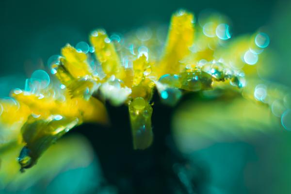 Желтый Цветок, Капли Воды, Макро, HD, 2K