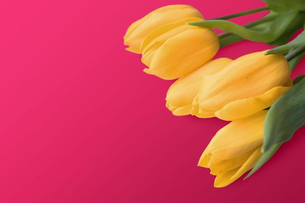 Желтые Тюльпаны, Красный Фон, HD, 2K, 4K