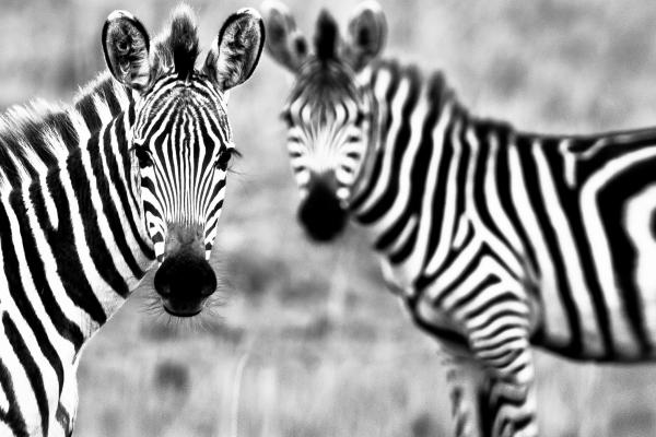Зебра, Черный Белый, Пара, Милые Животные, HD, 2K, 4K