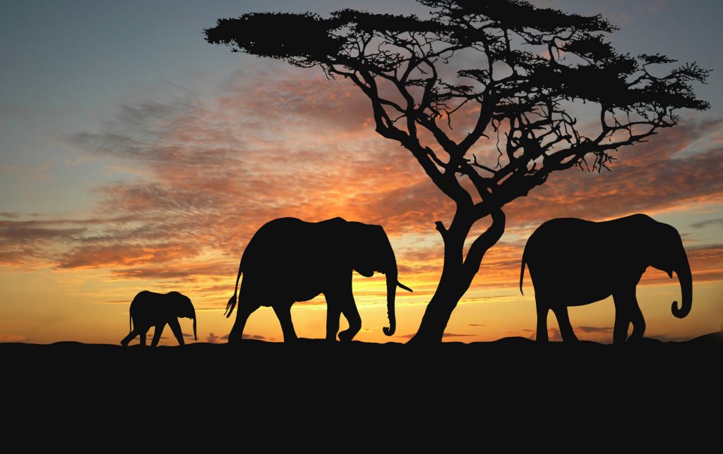 Африканская Саванна, Слоны, Закат, Силуэт, HD, 2K