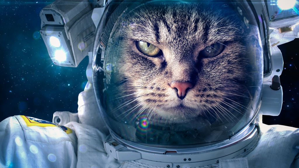 Космонавт, Веселые Животные, Кот, HD, 2K, 4K