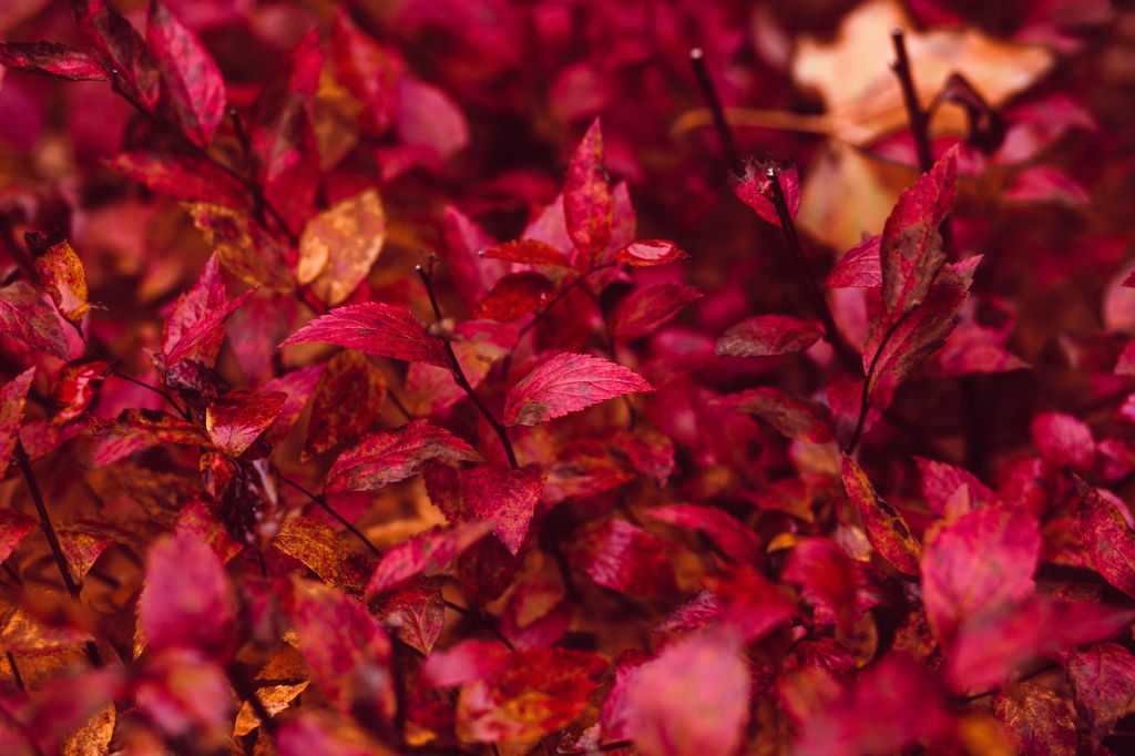 Осенние Листья, Хедж, Флора, 5К, HD, 2K, 4K, 5K