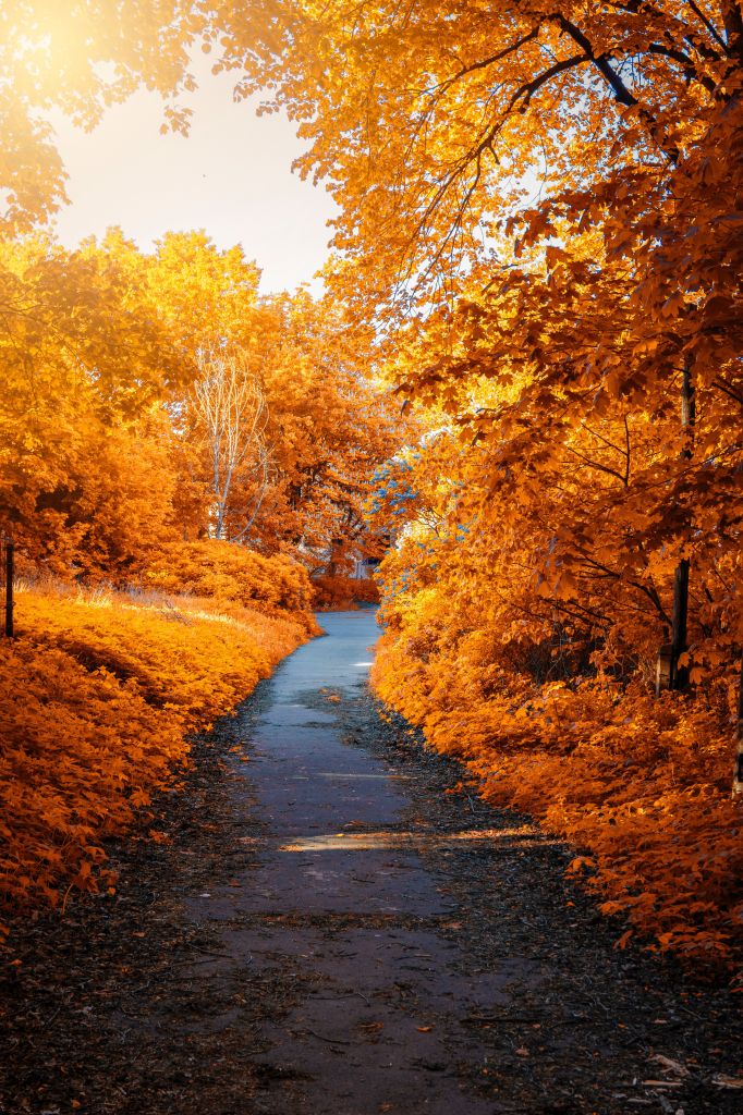 Осенний Парк Фото