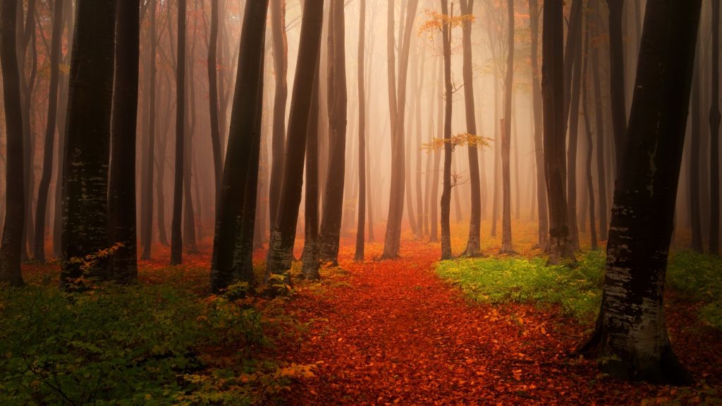 Осень, Лес, Туманная, Туманная, HD, 2K