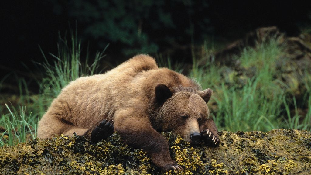 Медведь, Cute Animals, Sleep, HD, 2K, 4K, 5K