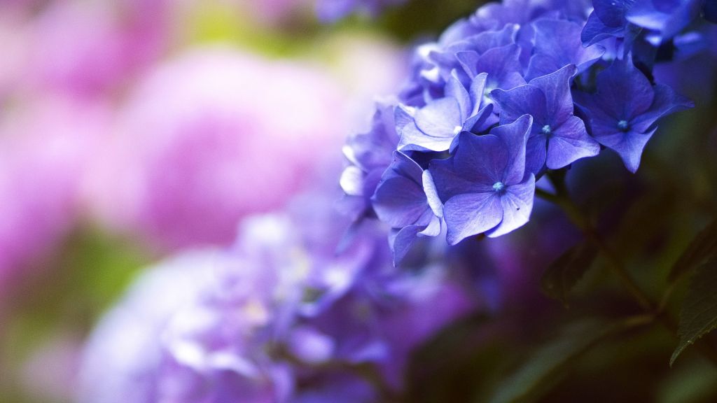 Beautiful Flowers, 4K Wallpaper, Blue, Spring, Macro, HD, 2K, 4K