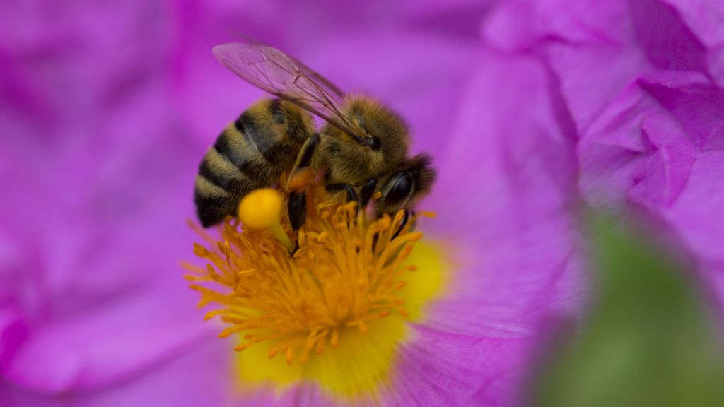 Пчела, Пурпур, Цветок, Желтый, Насекомые, HD, 2K, 4K