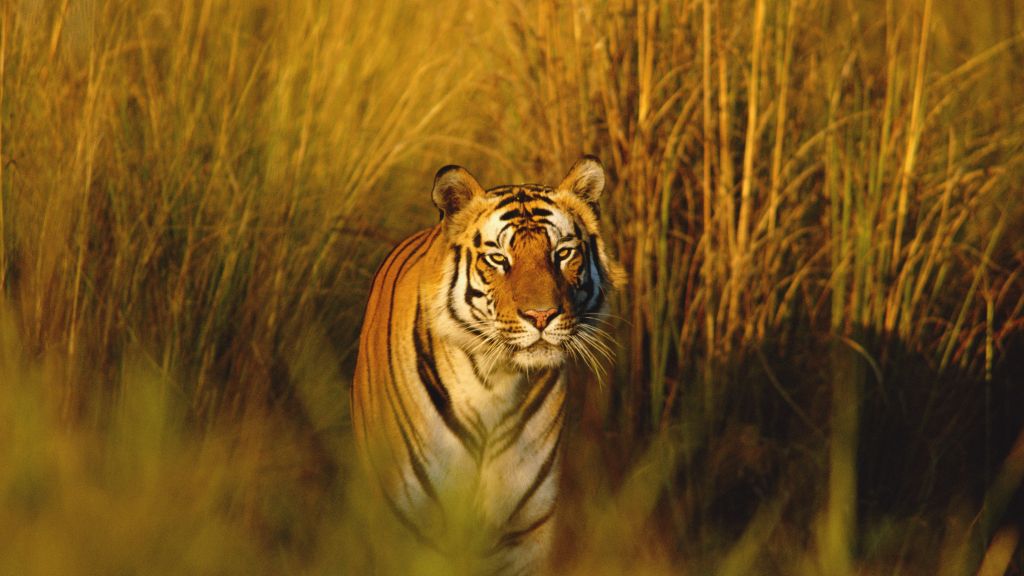 Бенгальский Тигр, National Geographic, Тигр, Охотник, Хищник, HD, 2K, 4K, 5K