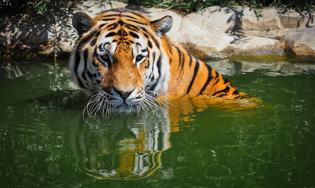 Бенгальский Тигр, Плавание, HD, 2K, 4K, 5K