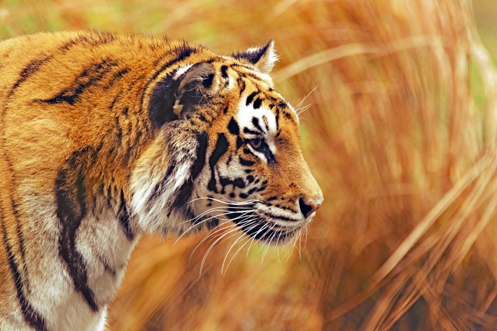 Бенгальский Тигр, HD, 2K, 4K, 5K