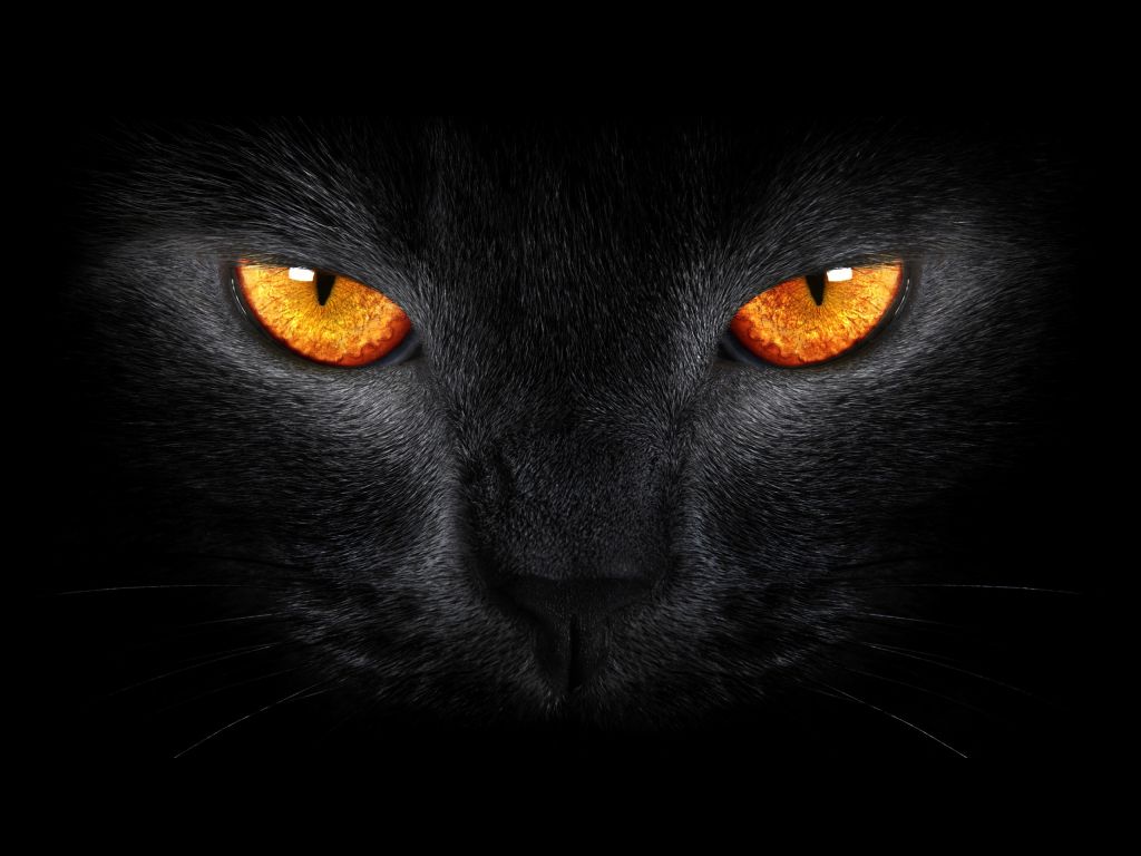 Черная Кошка, Страшно, Желтые Глаза, Темный Фон, HD, 2K