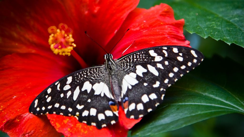 Бабочка, Черно-Белый, Насекомые, Цветы, Стекло, Природа, Сад, HD, 2K, 4K