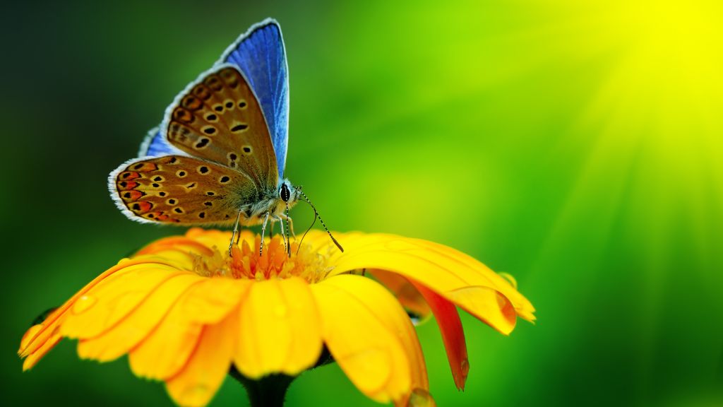 Бабочка, Насекомые, Цветы, Стекло, Природа, Сад, HD, 2K, 4K