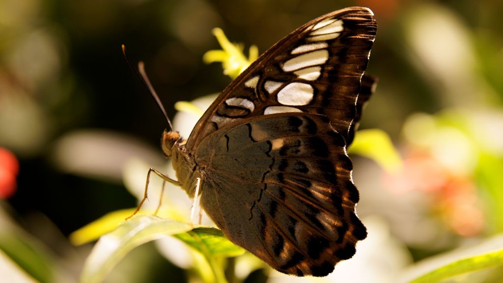 Бабочка, Серый, Цветы, Природа, Насекомые, HD, 2K, 4K