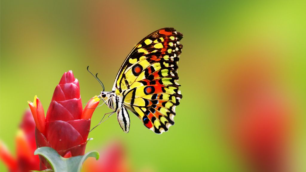 Бабочка, Цветы, HD, 2K, 4K