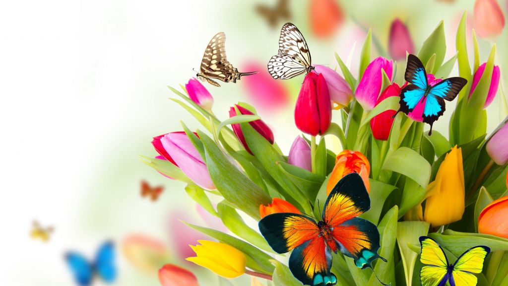 Бабочки, Цветы, Тюльпаны, HD, 2K, 4K, 5K