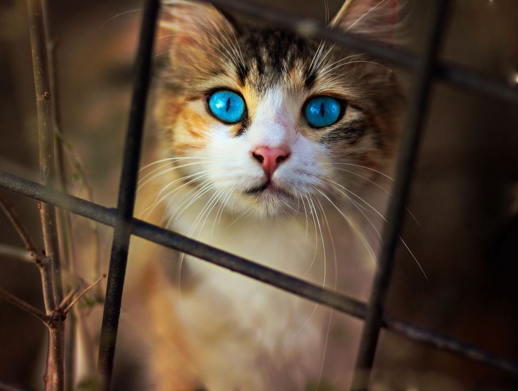 Кот, Милый, Голубые Глаза, HD, 2K
