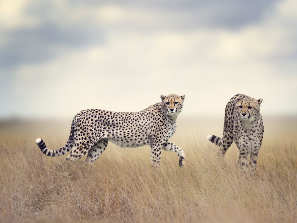 Cheetah, Дикая Природа, HD, 2K, 4K, 5K