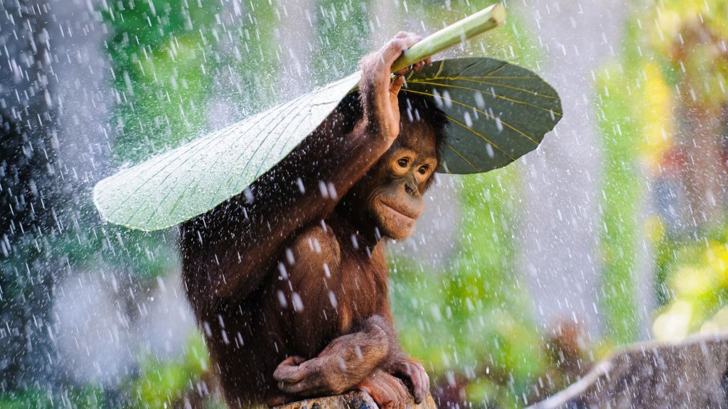 Шимпанзе, Река Конго, Туризм, Банан, Листья, Дождь, Обезьяна, Природа, Животное, Зеленый, HD, 2K, 4K