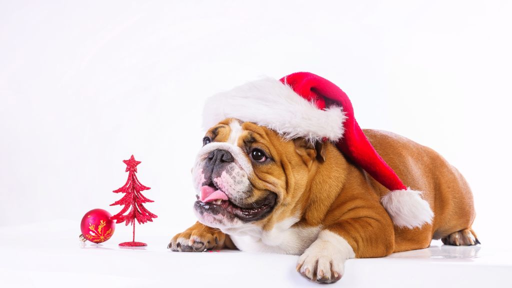 Рождество, Новый Год, Dog, Cute Animals, HD, 2K, 4K