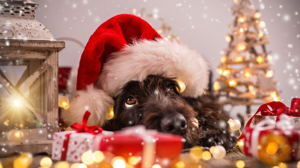 Рождество, Новый Год, Снег, Собака, Милые Животные, HD, 2K, 4K, 5K