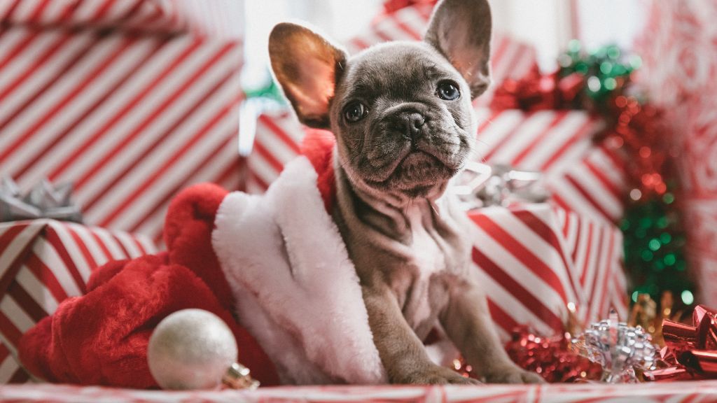 Рождество, Новый Год, Puppy, Cute Animals, HD, 2K, 4K, 5K