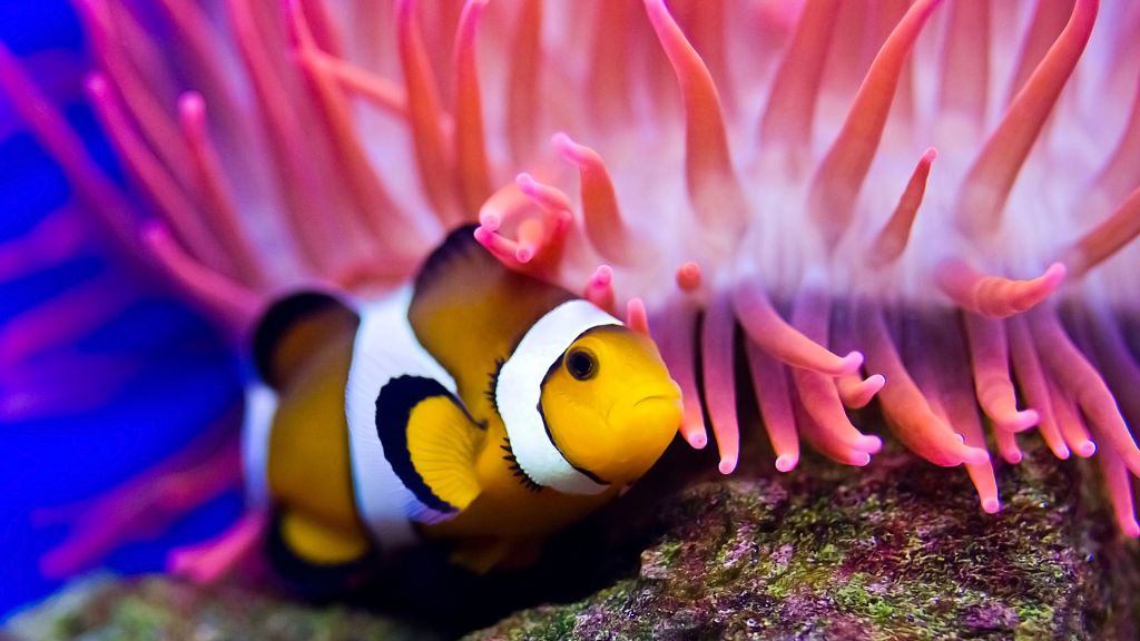 Рыба-Клоун, Дайвинг, Красное Море, Кораллы, Лучшие Места Для Дайвинга В Мире, Глубоководные Существа, HD, 2K, 4K