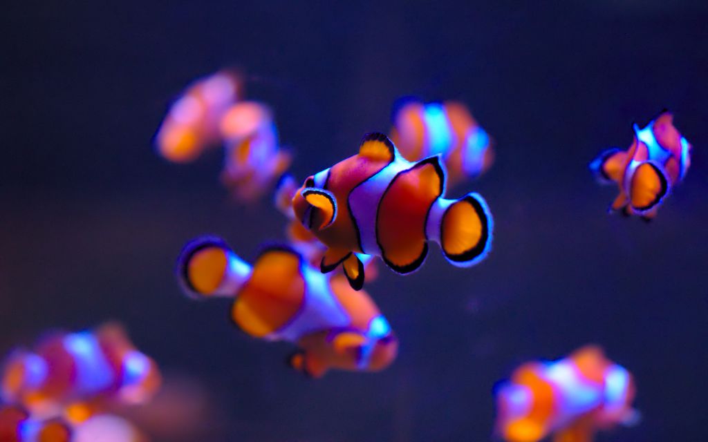 Рыба-Клоун, Sea Life Aquarium, Темно-Синий, Окленд, HD, 2K, 4K