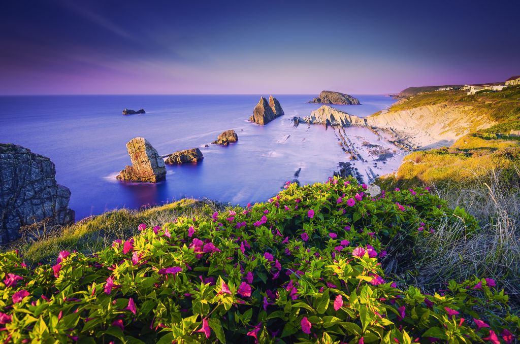 Береговая Линия, Фиолетовые Цветы, Пляж, Побережье, Скалы, HD, 2K