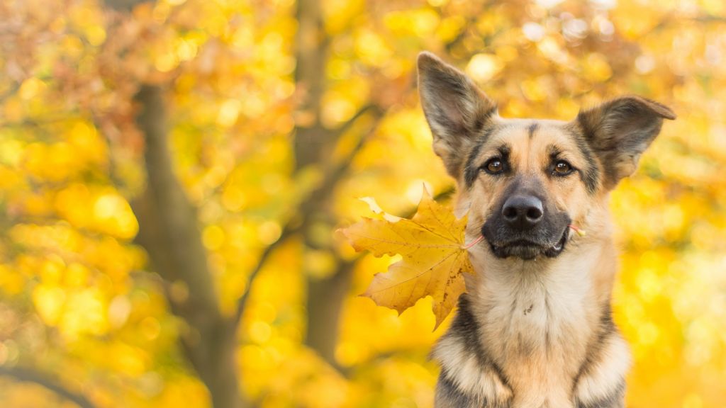 Собака, Милые Животные, Листья, Осень, HD, 2K, 4K
