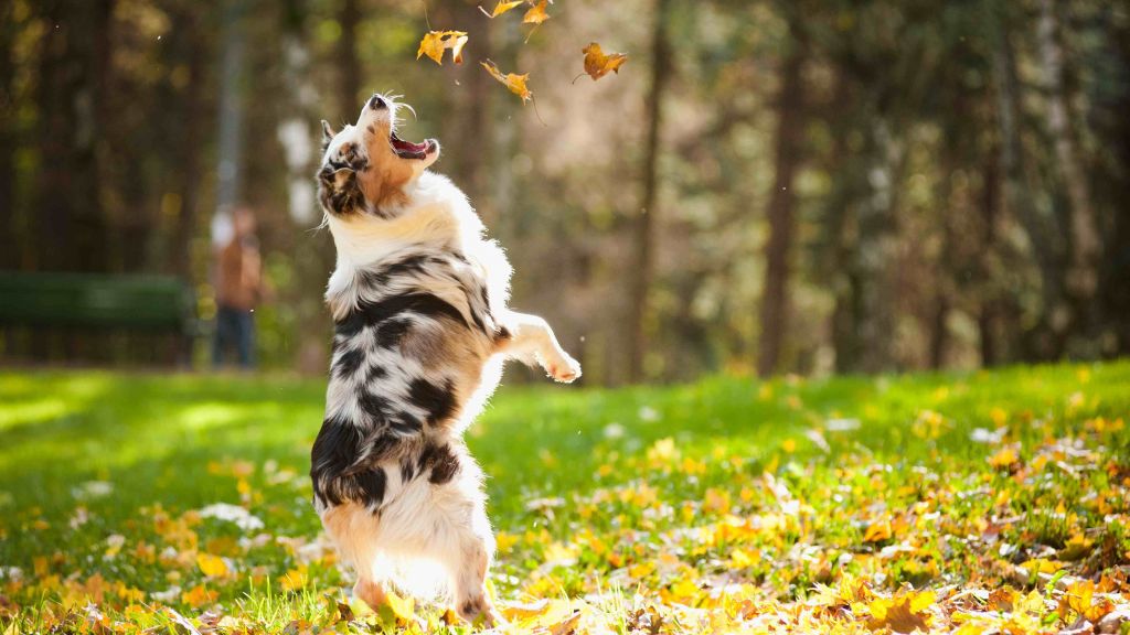 Собака, Щенок, Прыжки, Листья, Осень, Домашнее Животное, Зеленая Трава, Парк, HD, 2K, 4K