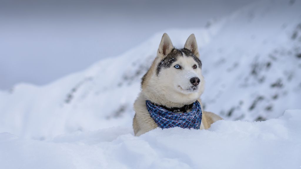 Собака, Хаски, Милые Животные, Снег, Зима, HD, 2K, 4K, 5K