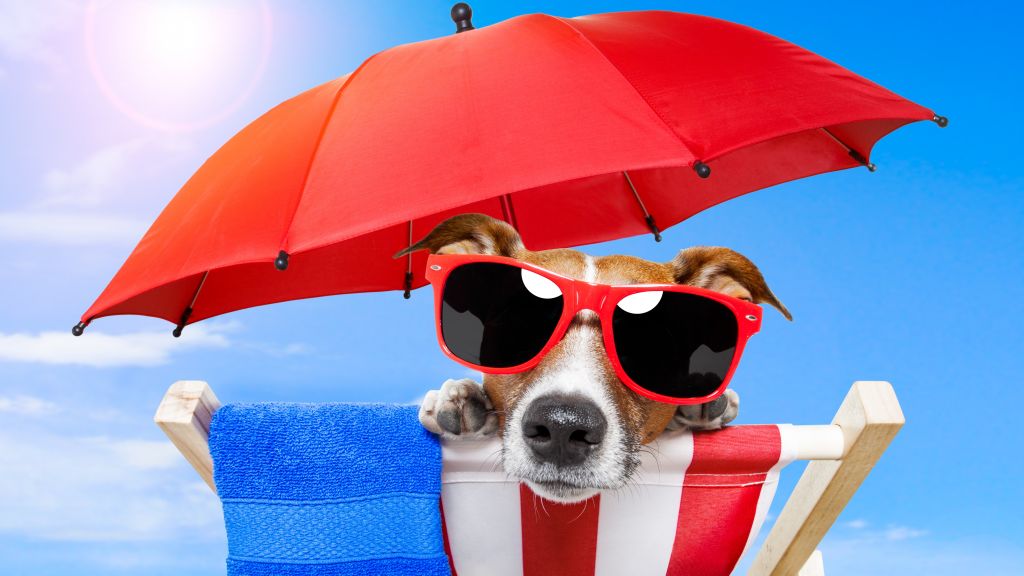 Собака, Щенок, Солнце, Лето, Пляж, Солнцезащитные Очки, Зонтик, Отпуск, Животное, Домашнее Животное, Небо, HD, 2K, 4K, 5K