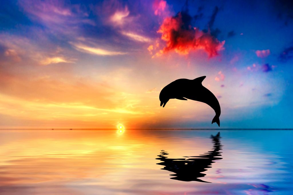 Дельфин, Закат, Красивый Океан, 5К, HD, 2K, 4K, 5K