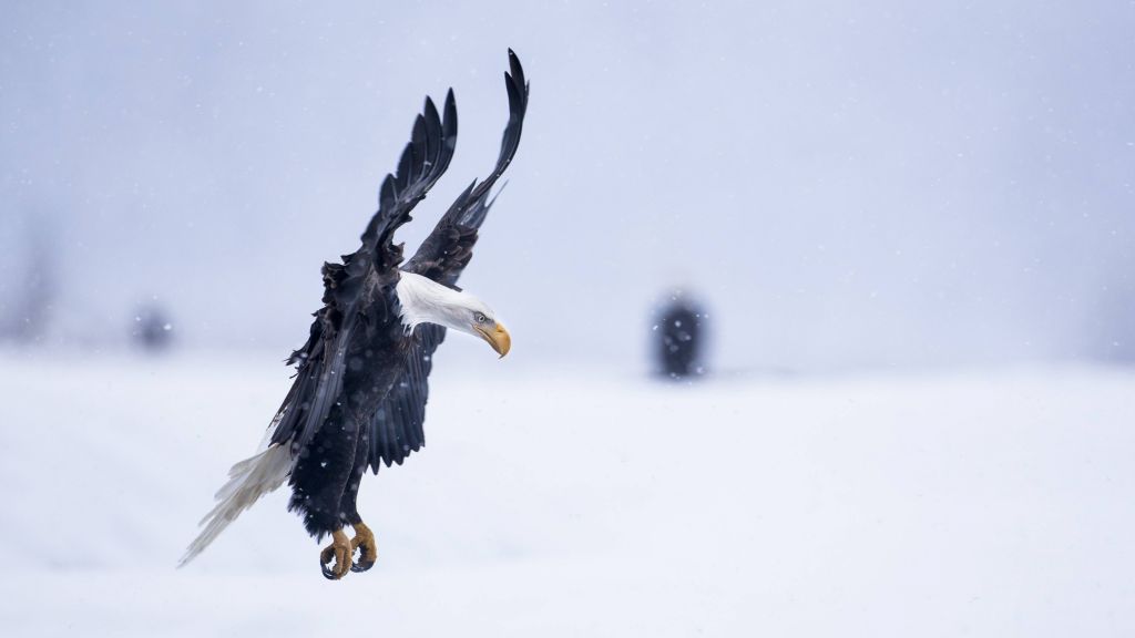 Орел, Аляска, Полет, Зима, Снег, National Geographics, HD, 2K, 4K